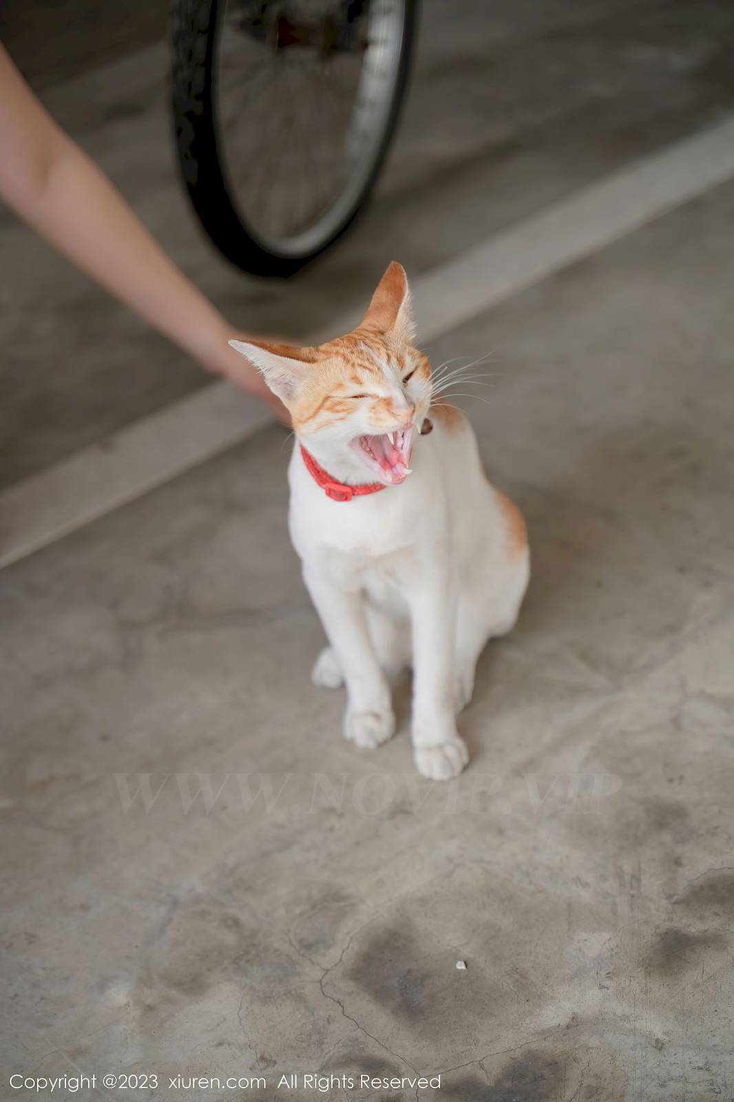 秀人网美女模特艾希儿白色上衣搭配黑色短裤性感写真-23